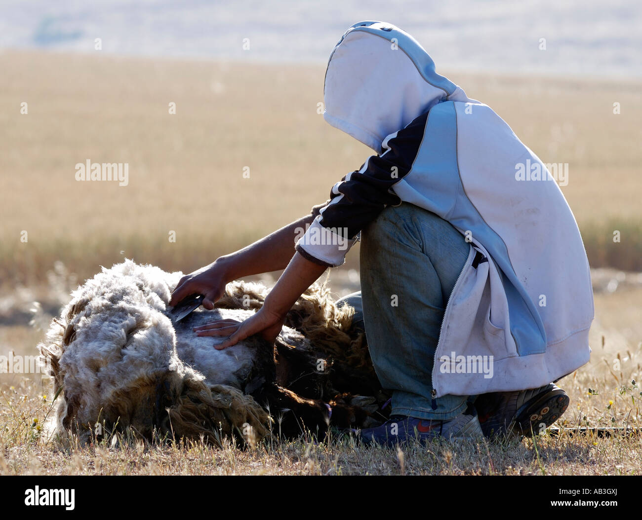 Israels Negev Wüste Beduinen Mann Scherende Schafe Stockfoto