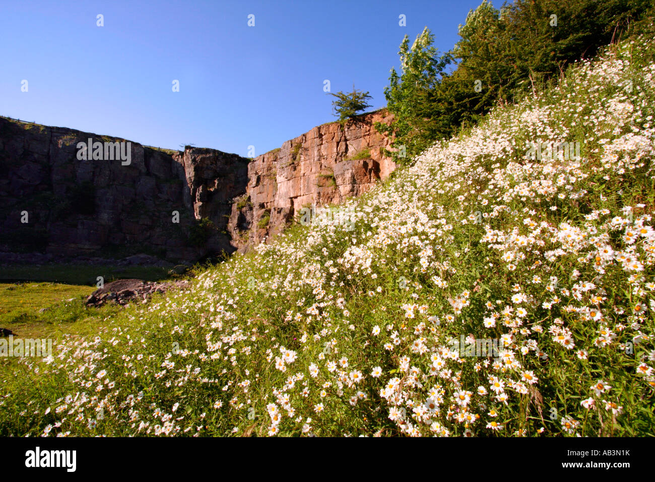 Vergessenheit und Gänseblümchen, einem alten Steinbruch in Derbyshire, England, UK Stockfoto