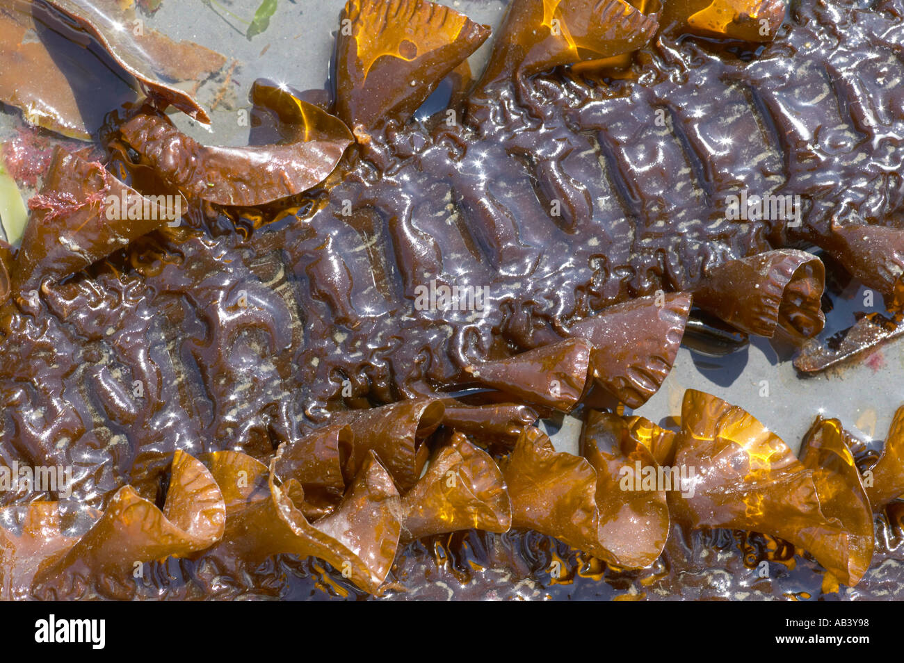 Wedel von Seetang Gürtel im Kimmeridge Bay Purbeck Dorset Stockfoto