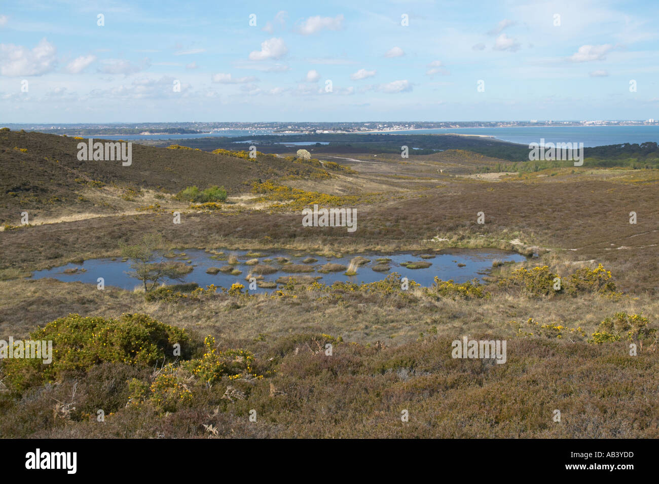 Studland Heath eine biologisch wichtige Heide reservieren auf der Isle of Purbeck Dorset Stockfoto