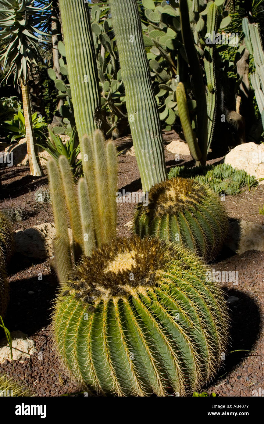 Kaktus in Palmeral de Elche (Palm Grove von Elche Stockfotografie - Alamy