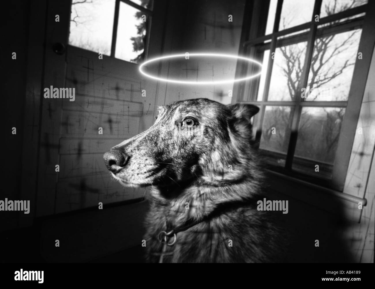 Tierischer Humor Dogma Engelshund mit Heiligenschein und Kreuze in der Nähe eines Fensters Stockfoto
