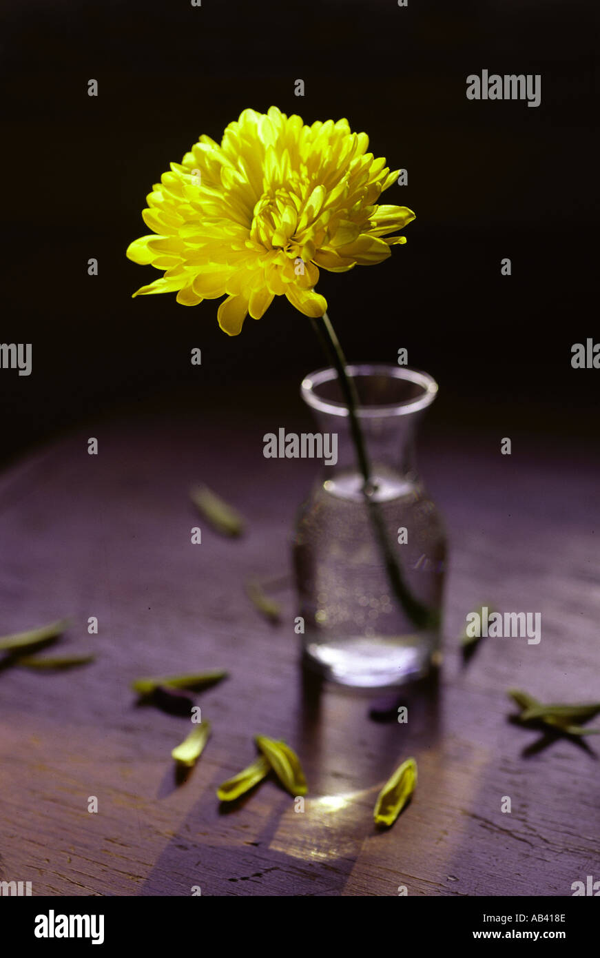 Verlorene Liebe, unheilbaren Krankheit und Traurigkeit Konzepte. Blume in ein kleines Glas-Vase mit Blütenblätter fallen aus Stockfoto