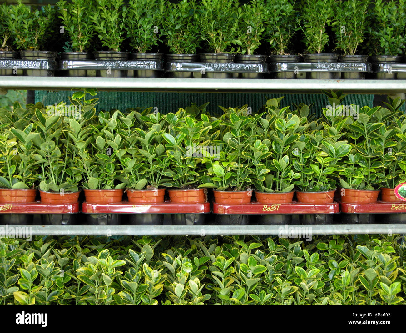 Temporäre Kunststoff-Töpfe mit verschiedenen Pflanzen Setzlinge Stockfoto