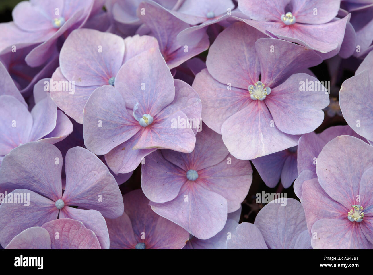 Hydrangea macrophylla Stockfoto