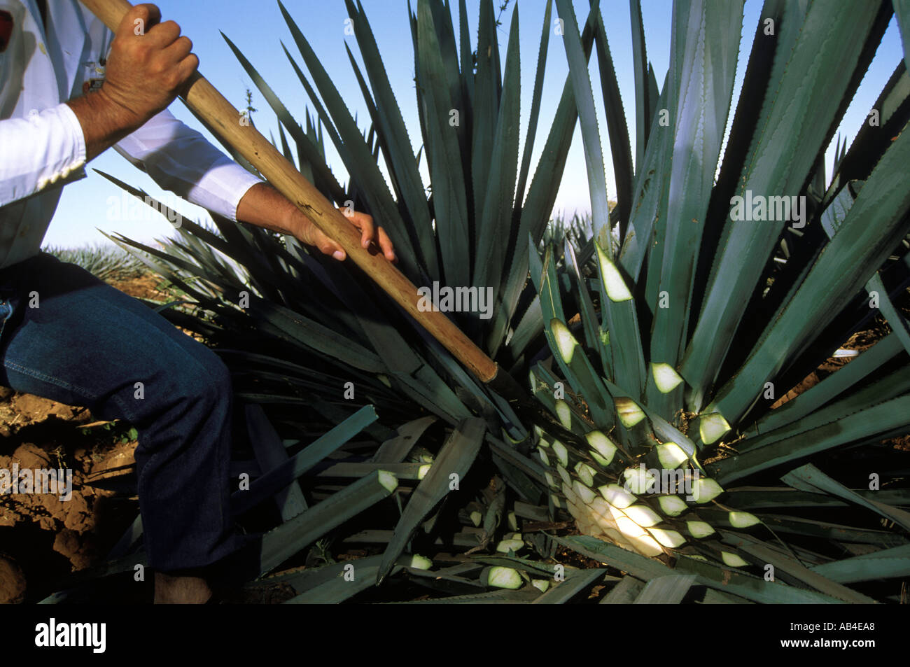 Das Herz Des Blauen Agave Kaktus Der Den Saft Zur Garung Bietet Ist Der Spitzen Tequila Jalisco Mexiko Abgestreift Stockfotografie Alamy