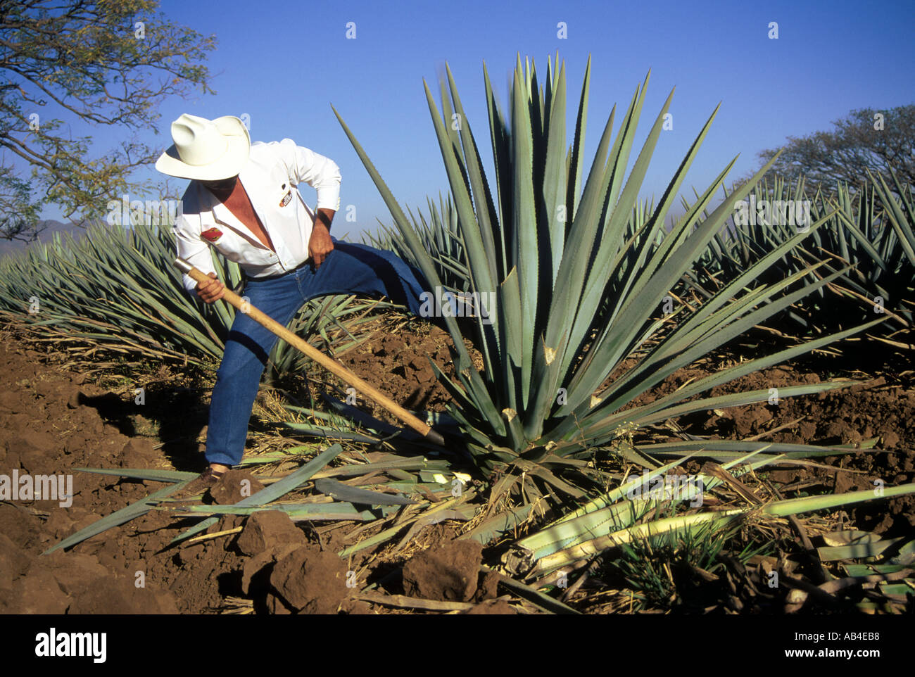 Das Herz des blauen Agave Kaktus, der den Saft zur Grung bietet ist der  Spitzen Tequila Jalisco Mexiko abgestreift Stockfotografie - Alamy