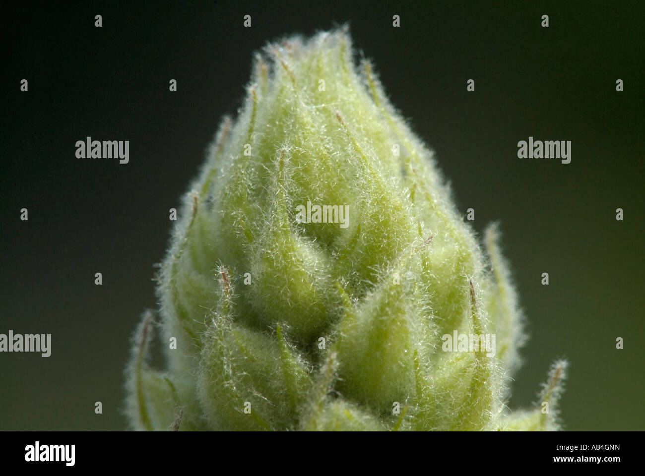 Gemeinsamen Königskerze - Verbascum Thapsus-während der Sommermonate in New Hampshire USA Stockfoto