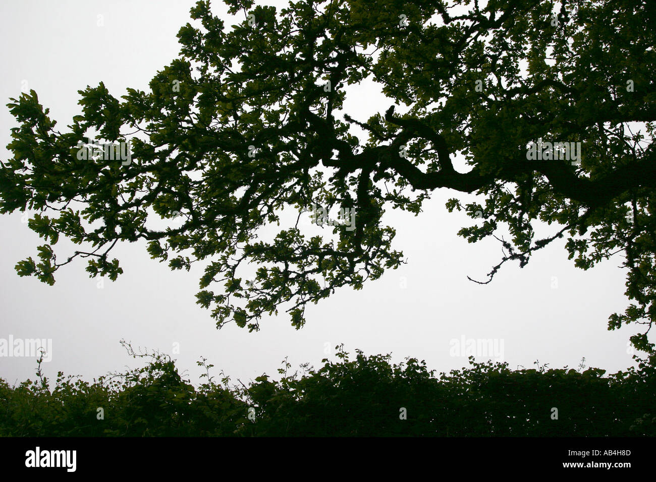 Baum und Hecke Zeile in Dorset, England. Stockfoto