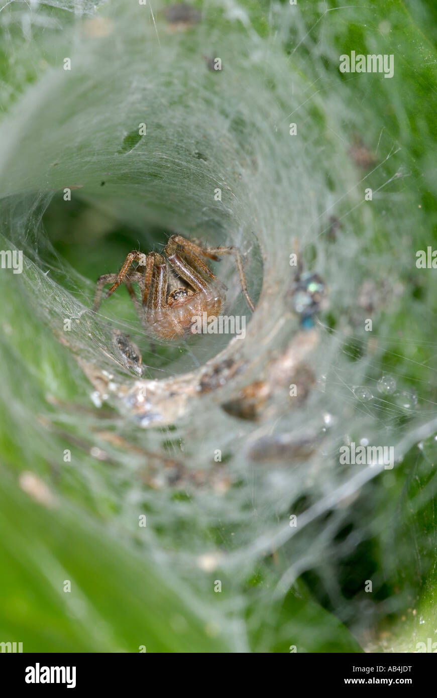 Spinne in einem trichterförmigen Netz, Wales, UK Stockfoto