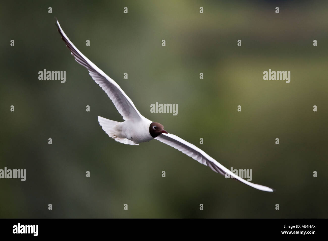Lachmöwe (Larus Ridibundus) während des Fluges mit Schwerpunkt Ackerland Hintergrund Sommer Leys Northampton Stockfoto