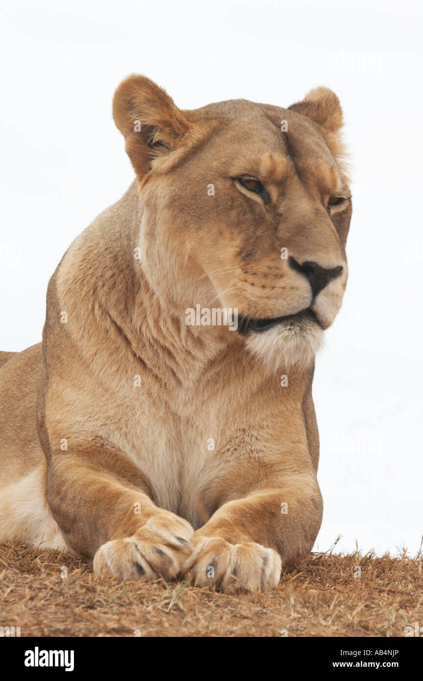 Porträt eines großen weiblichen Löwen Panthera Leo rechten vertikalen Ausrichtung mit Blick Stockfoto