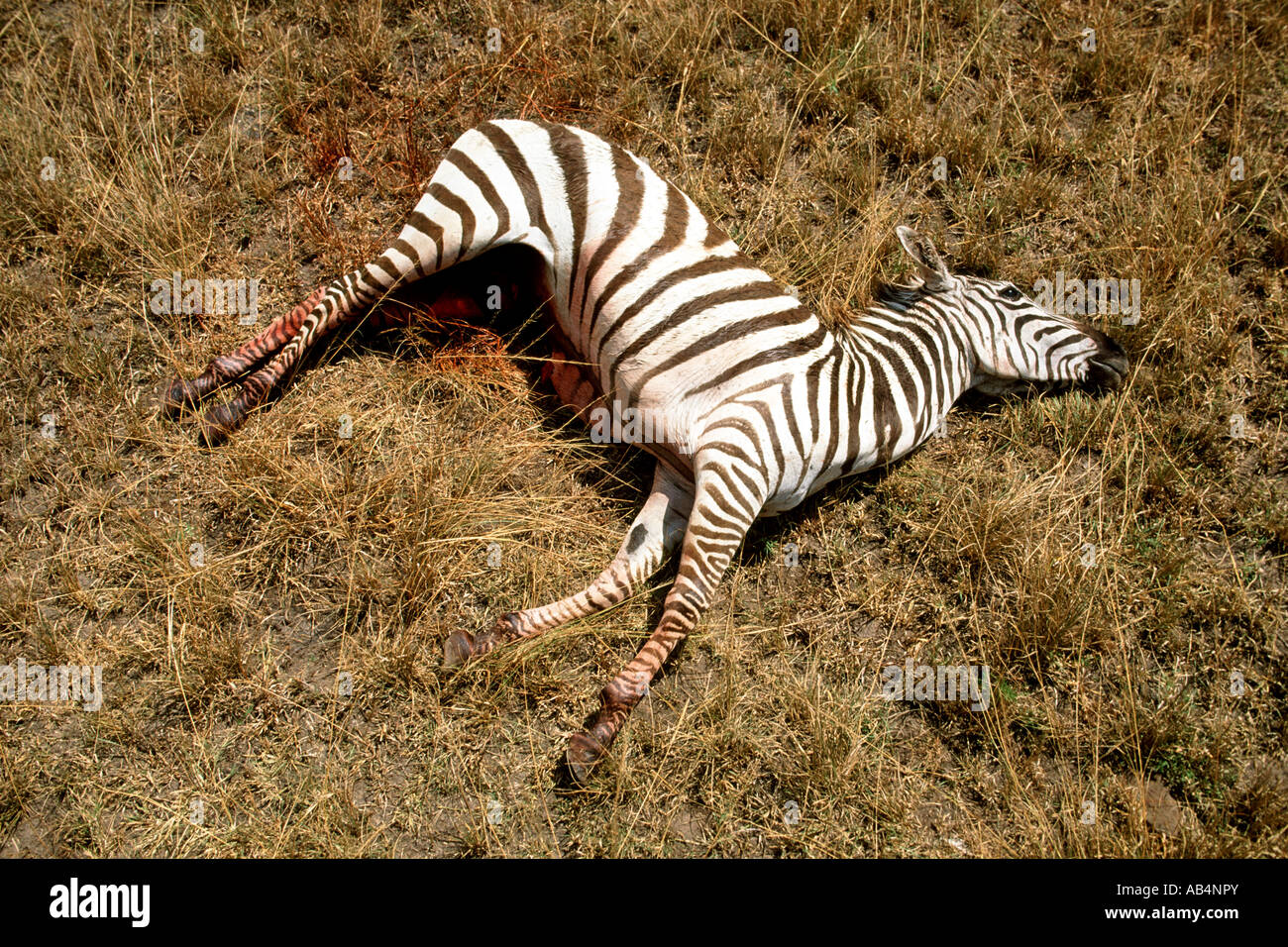 Ein Ebenen Zebra liegt nach Krokodile verrissen wird, während den Mara River überqueren während der Migration in Kenia sterben. Stockfoto