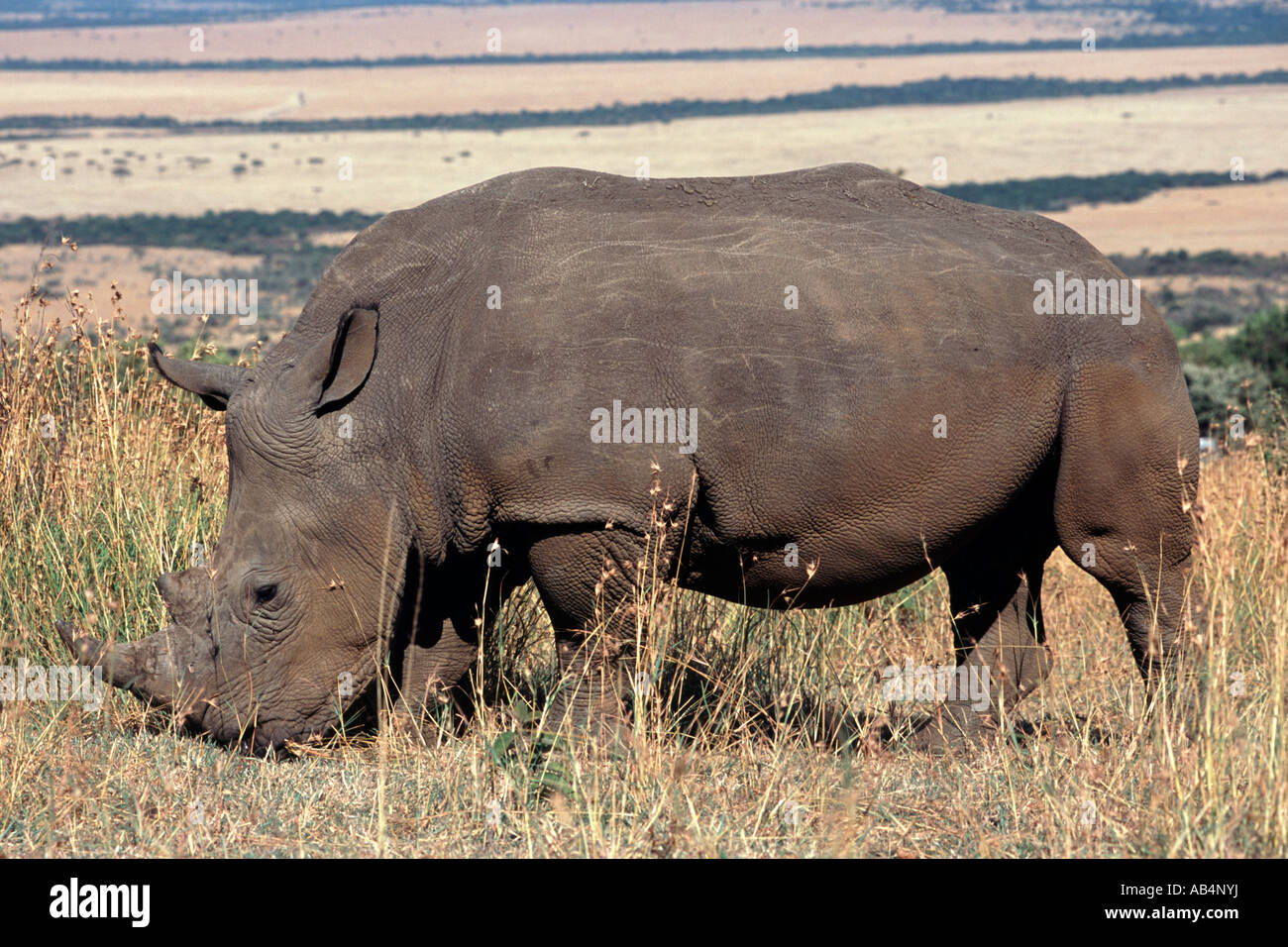 Ein Breitmaulnashorn in den Ebenen des Masai Mara Game Reserve in Kenia. Stockfoto