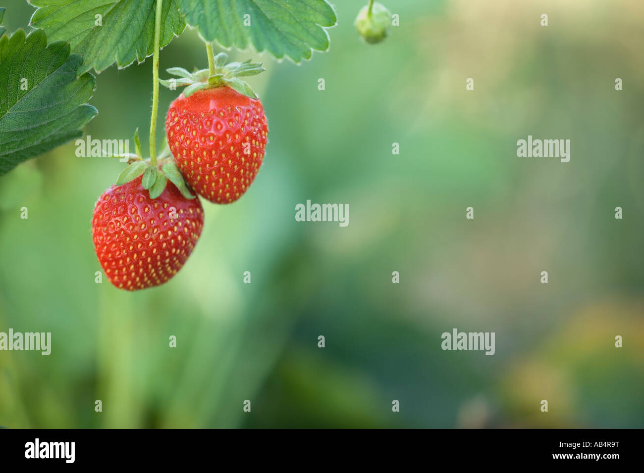 Erdbeeren "Chandler" Vielfalt an Rebstöcken, California Stockfoto