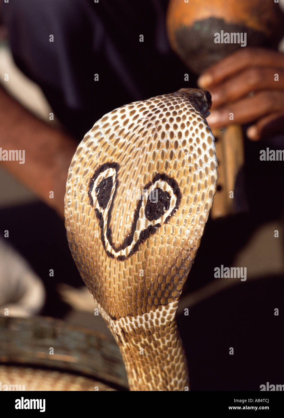 Mumbai, Cobra, Schlange charmant Stockfoto