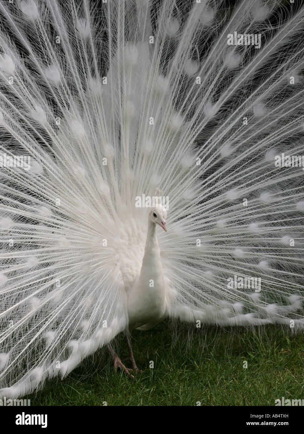 Ein Albino Pfau in Vollansicht. Stockfoto