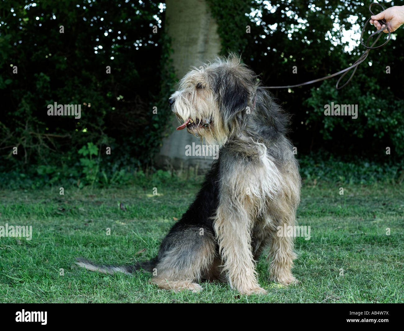 Ein Otterhund sitzen auf dem Rasen, ist nicht gehorsam sein und hat eine kurze Aufmerksamkeitsspanne. Stockfoto