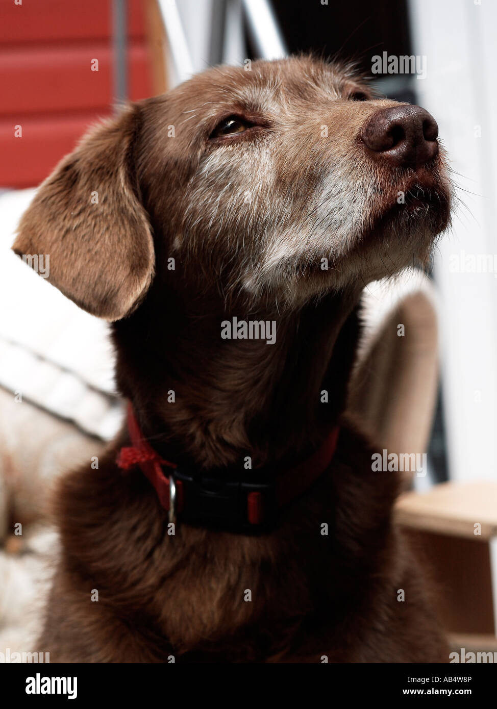 Ein Mischling auf der Suche nach oben. Stockfoto