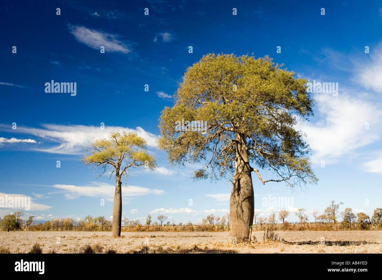 Boab 3545 australischen Flaschenbaum Brachychiton rupestre Stockfoto