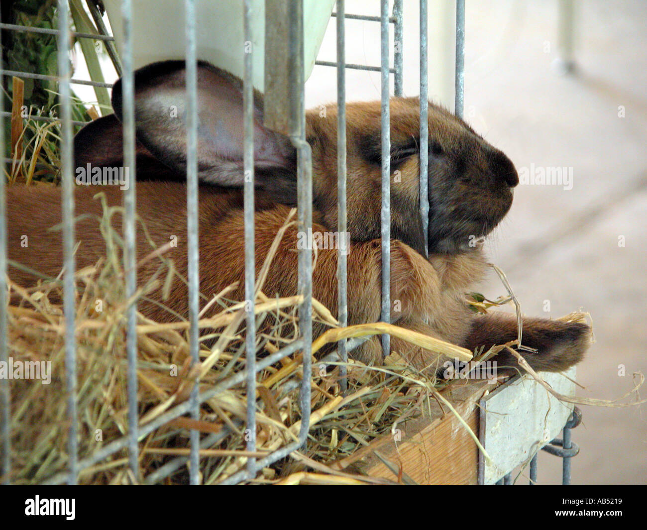 schlafen Kaninchen in einer Ausstellung Stockfotografie - Alamy