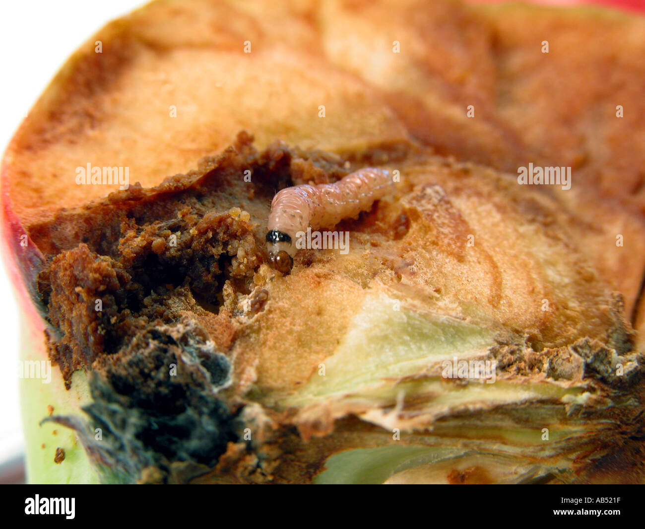 Apfel Wurm Maden Larven Apfelwicklers Motte Cydia Pomonella Raupe und Schäden im Schnitt Apfelfrucht Krankheit Störung PROBLEM Stockfoto