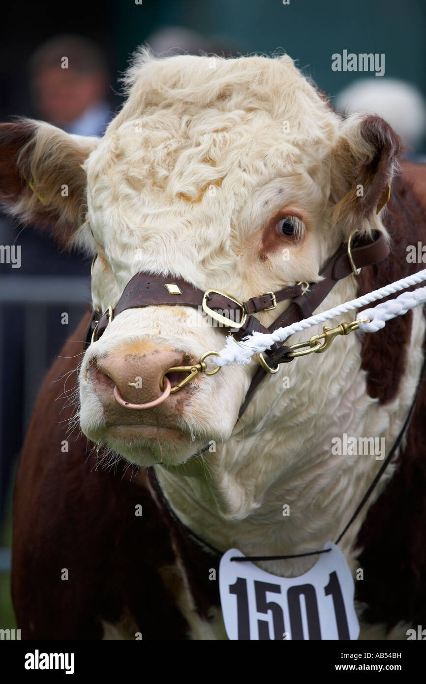 Hereford Stiere Kopf an der West Mids landwirtschaftliche zeigen Shrewsbury Shropshire England uk Stockfoto