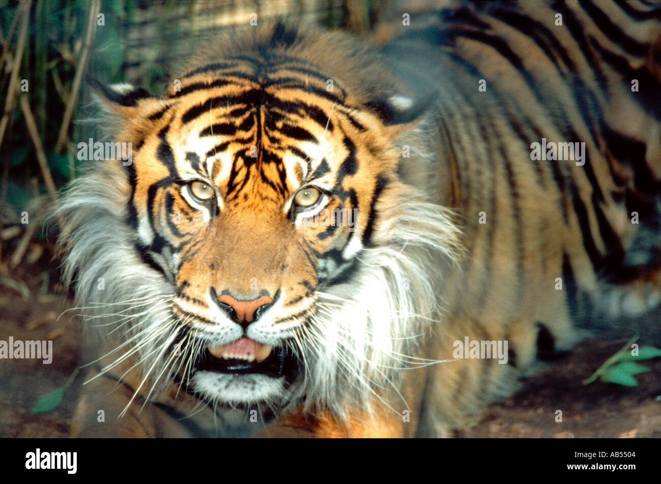 Asiatische Tiger Stockfoto
