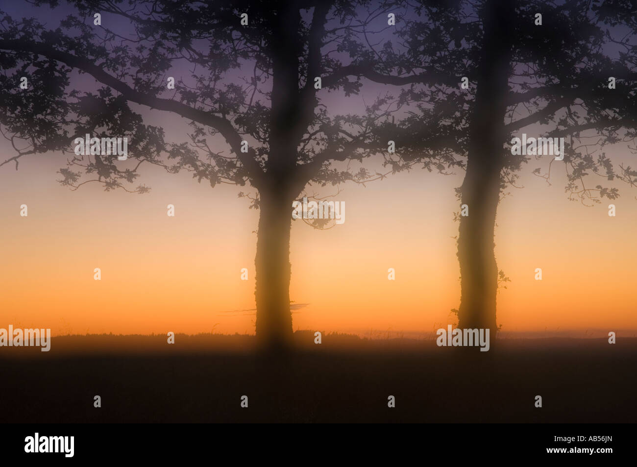 Baum-Eindruck Stockfoto