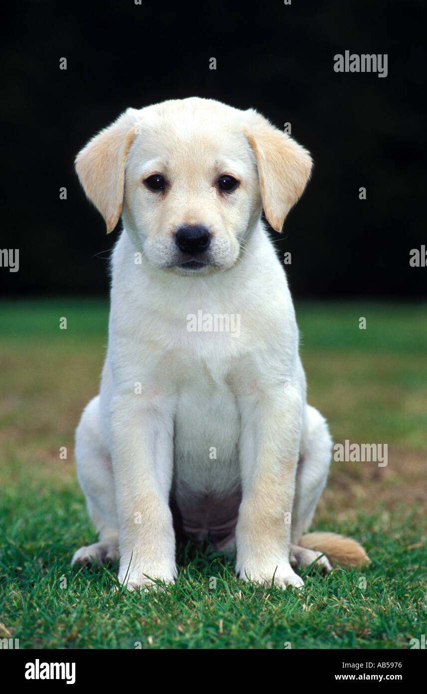 Golden Labrador Welpe Stockfotografie Alamy