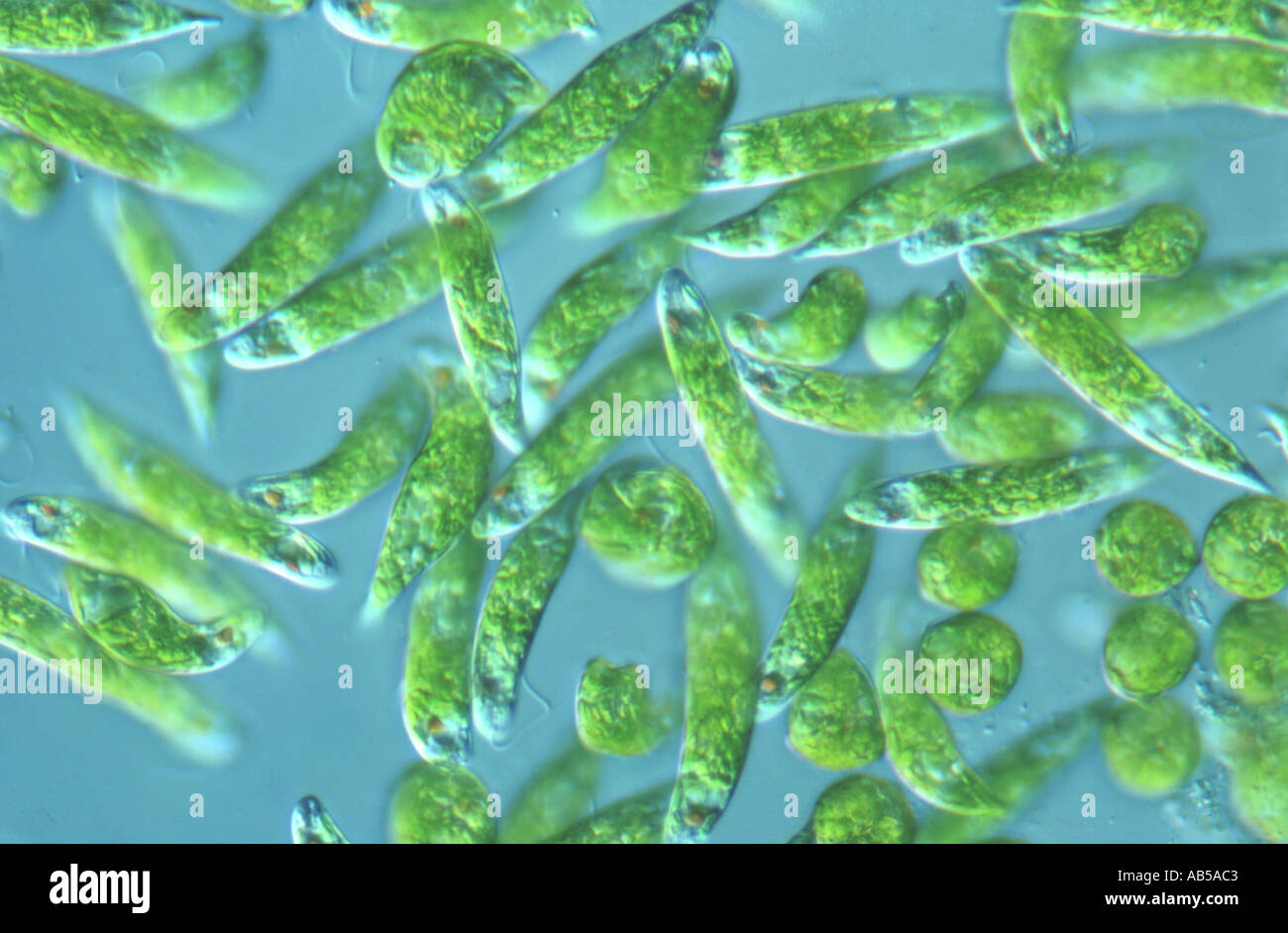 Цианобактерия анабена. Сине-зеленые водоросли цианобактерии. Отдел зеленые водоросли одноклеточные. Цианеи сине зеленые водоросли. Нитчатая водоросль спирогира.