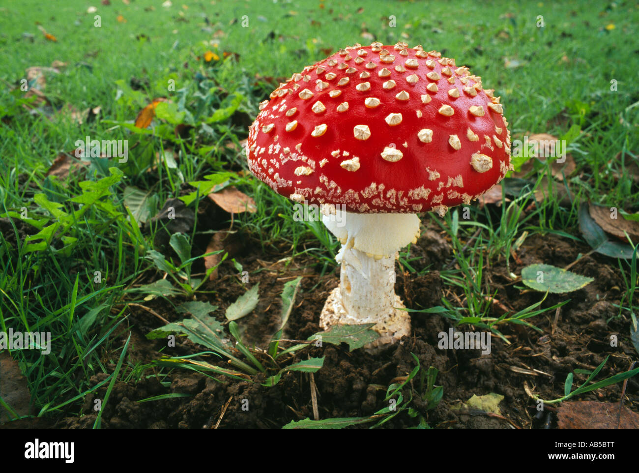 Fliegenpilz Fliegenpilz Amanita Muscaria stellen im Rasen Stockfoto