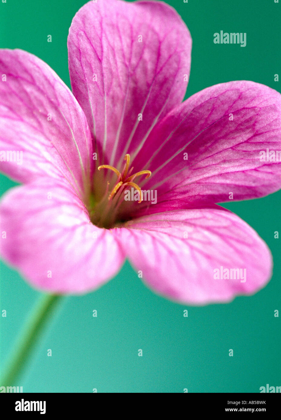 Rosa Geranien Wargrave Pink, Geranium x oxonianum. Stockfoto