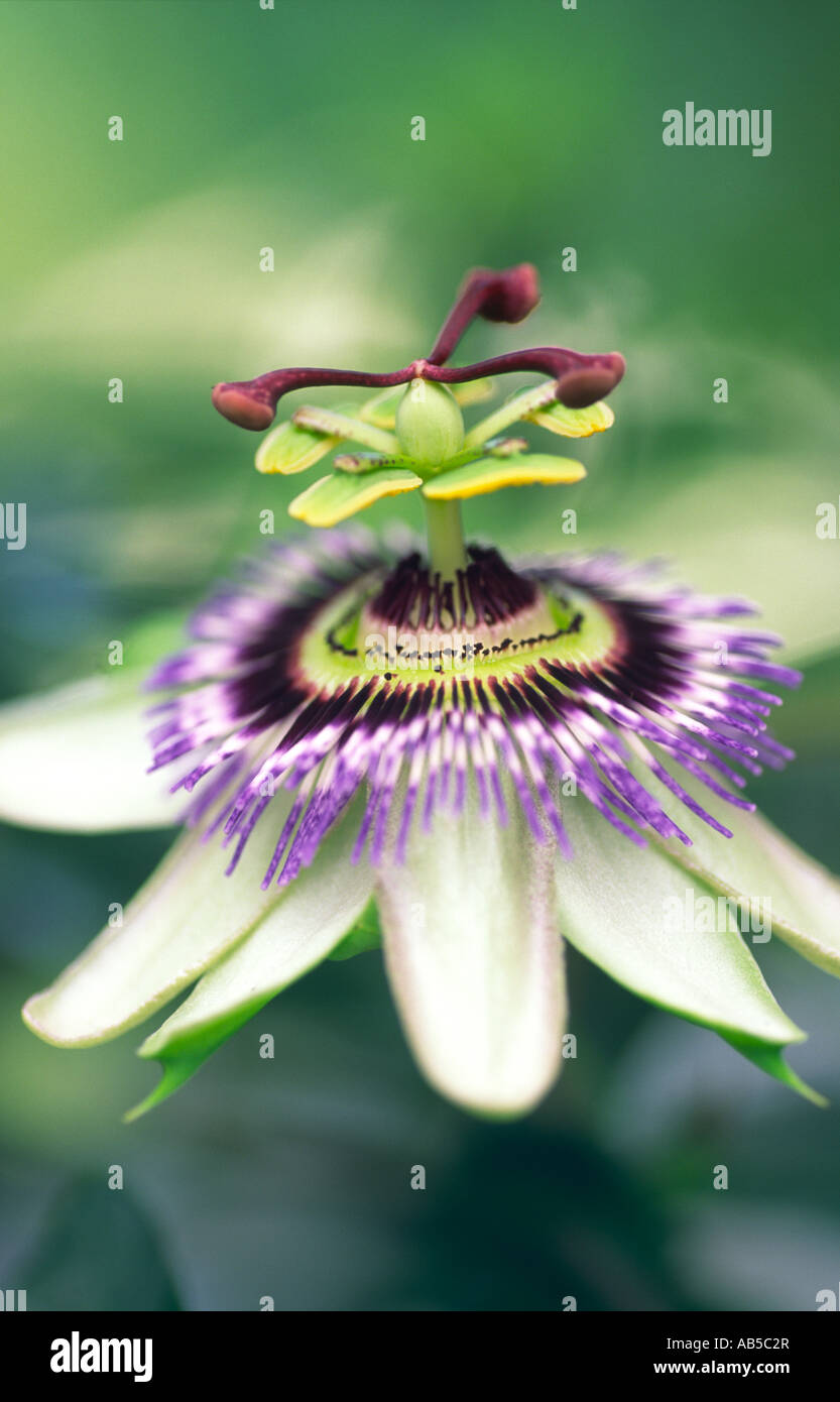 Passion Flower Arten der Gattung Passiflora Caerulea Dumfries Schottland, Vereinigtes Königreich Stockfoto