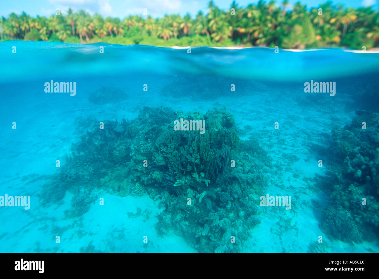 Korallenriff und Palm trees Hälfte Hälfte Tuffstein I Rongelap Marshallinseln N Pazifik Stockfoto