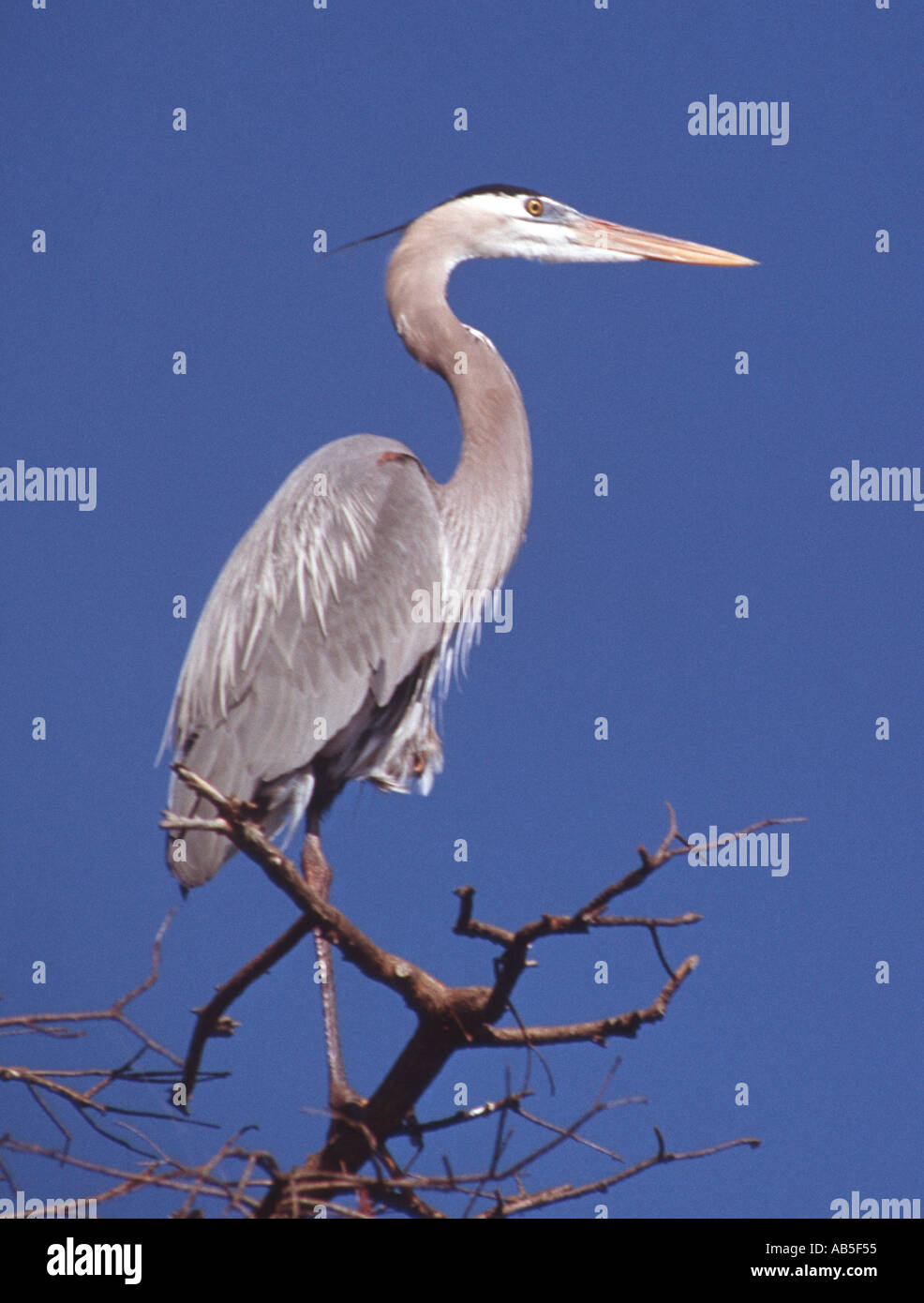 Blue Heron thront auf Baum in Florida USA Everglades Stockfoto