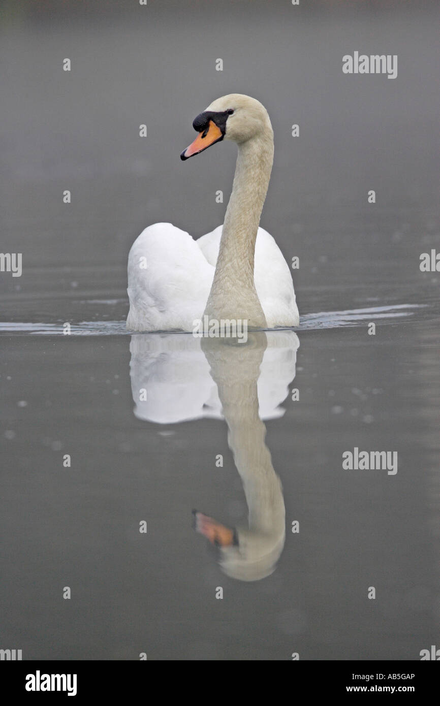 Höckerschwan schwimmen Stockfoto