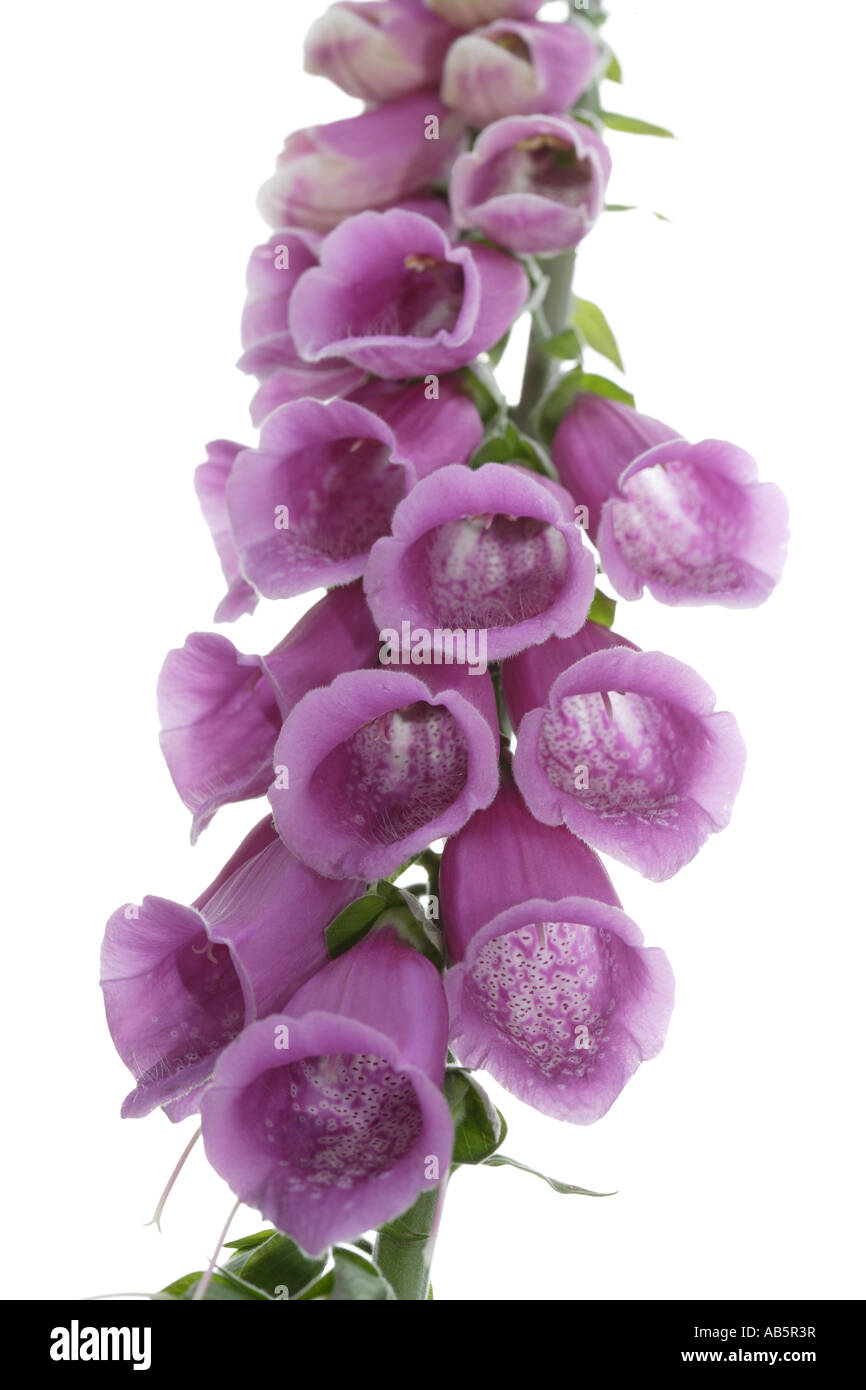 Fingerhut-Blumen Stockfoto