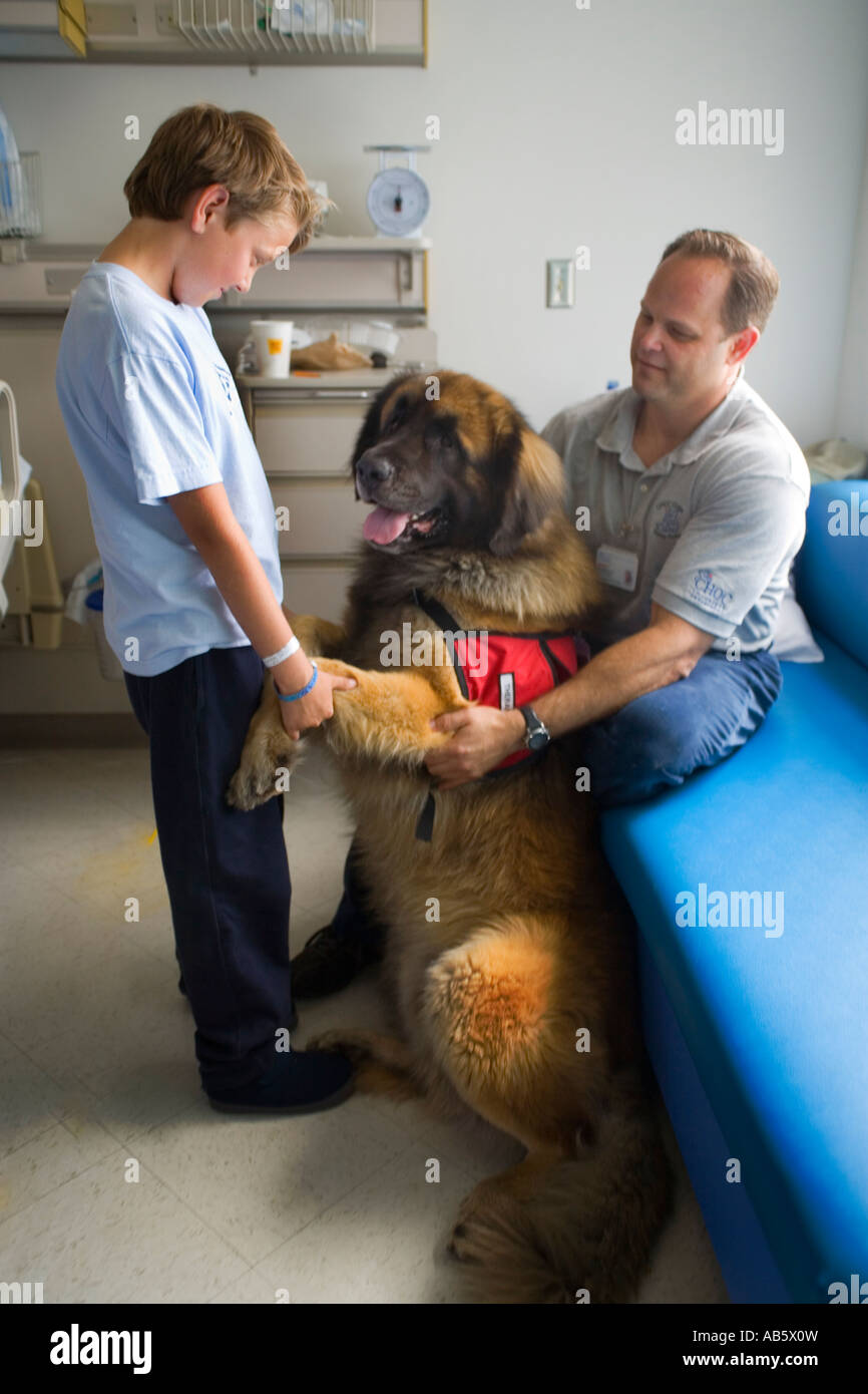 Junge Patienten in einem Krankenhaus der Kinder wird unterhalten von einem speziell ausgebildeten "Therapiehund." Stockfoto
