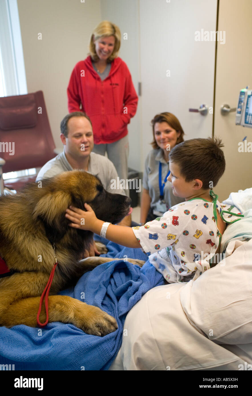 Ein 6-jähriger Junge spielt ein Patient in einem Krankenhaus der Kinder in Mission Viejo CA mit einem speziell ausgebildeten Therapiehund Stockfoto
