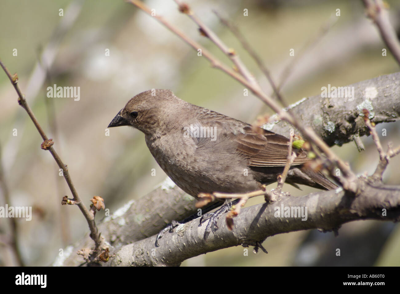 Spatz Stockfoto