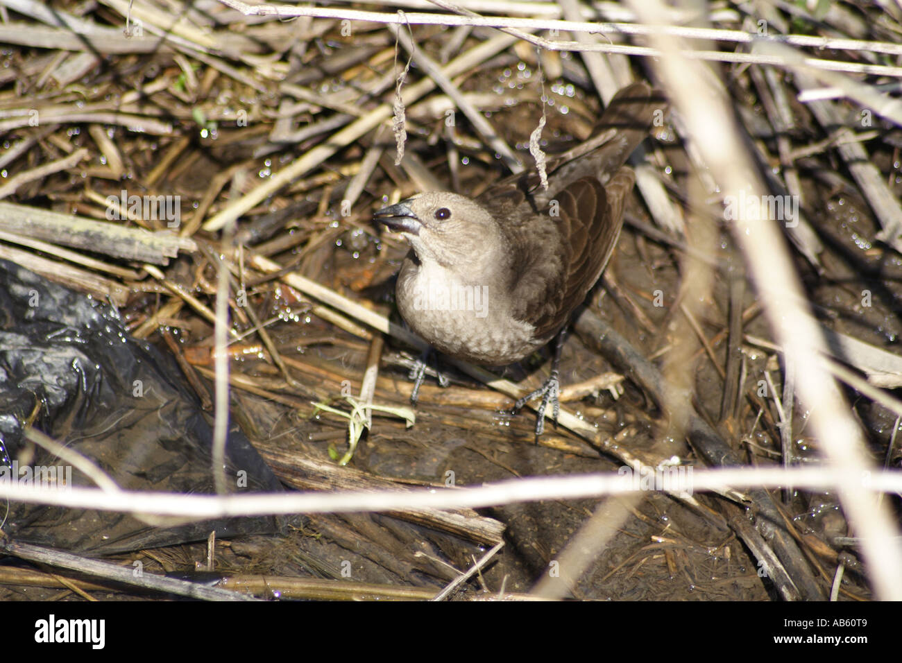 Spatz Stockfoto