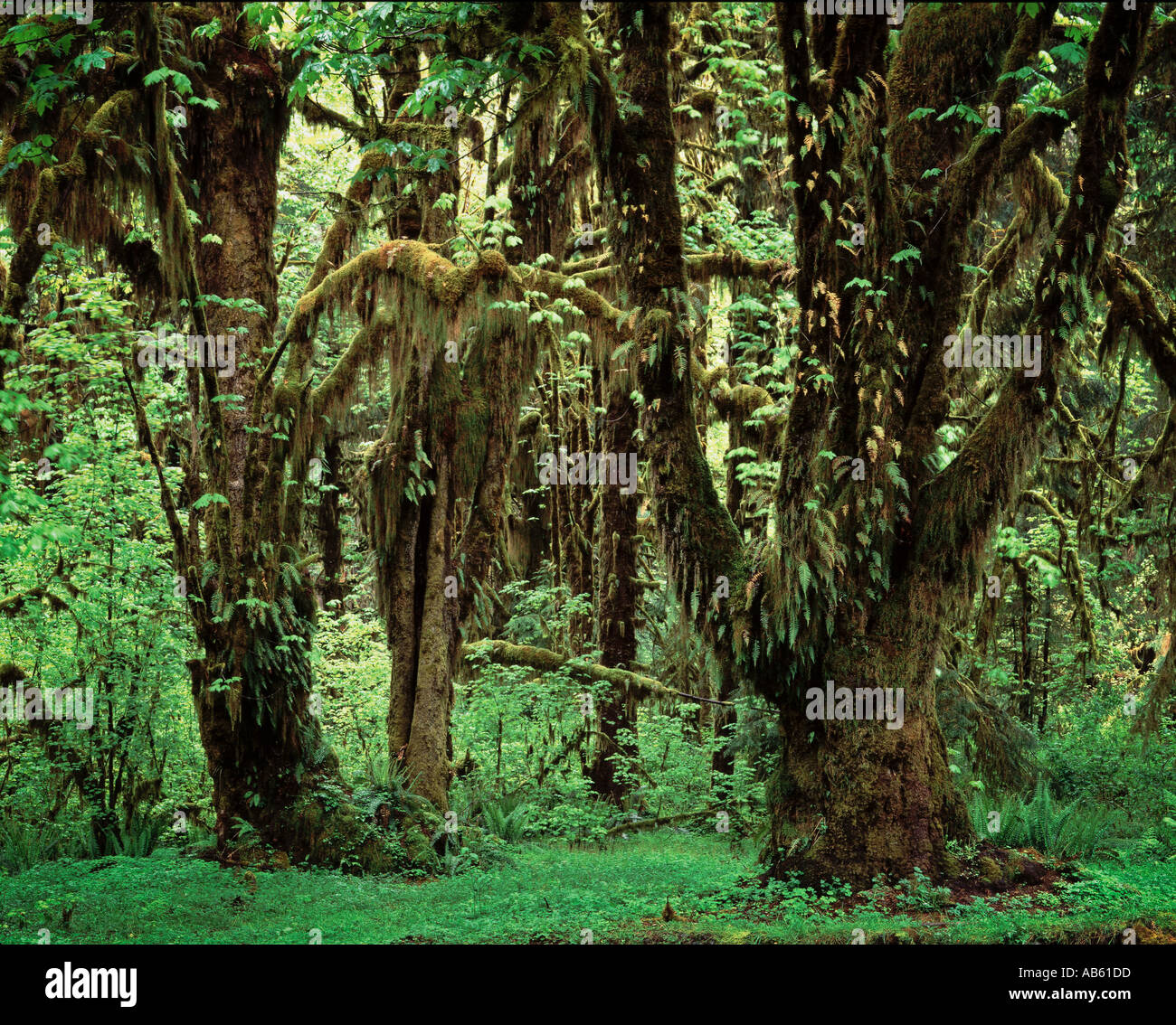 Moos bedeckt Bäume Hoh Rain Forest Olympic National Park US-Bundesstaat Washington Stockfoto