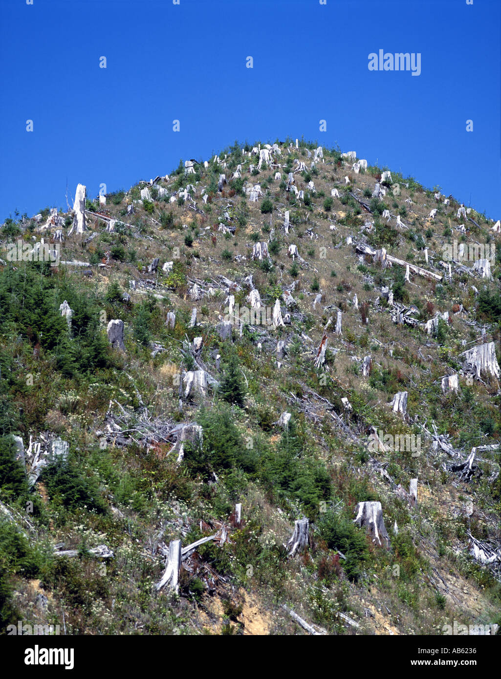 Stümpfe links nach Kahlschlag Protokollierung Operation in Hoh River Valley auf der Olympic Halbinsel Washington State USA Stockfoto