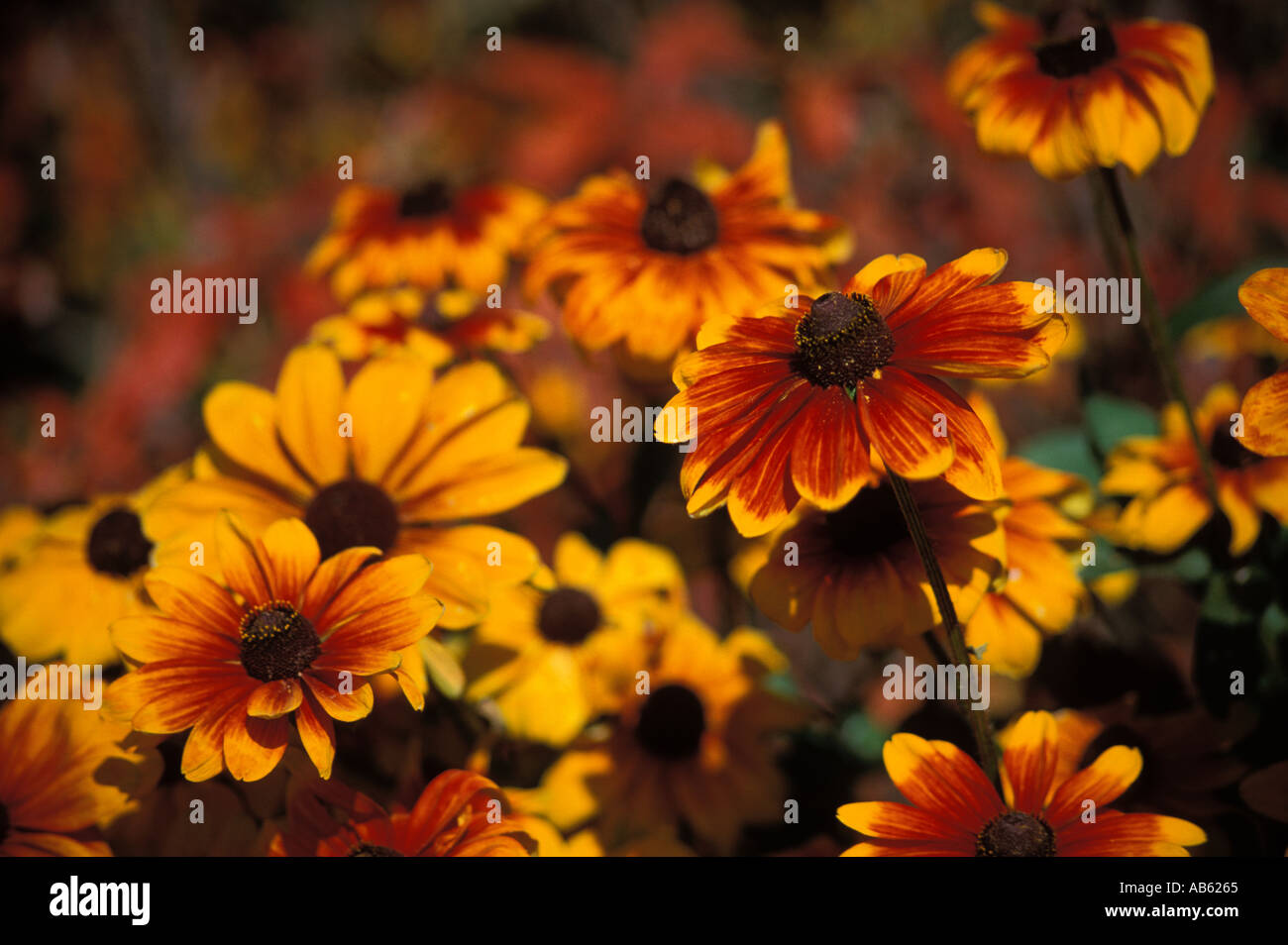 Großer Patch Rudbeckia Blumen Stockfoto