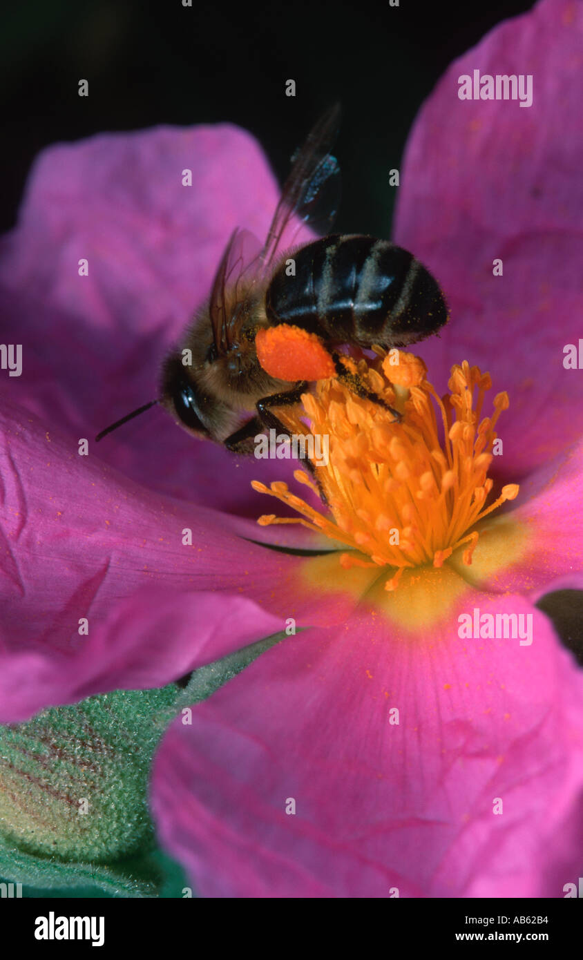 Honigbiene Apis Mellifera auf Cistus Albidus Blume Stockfoto