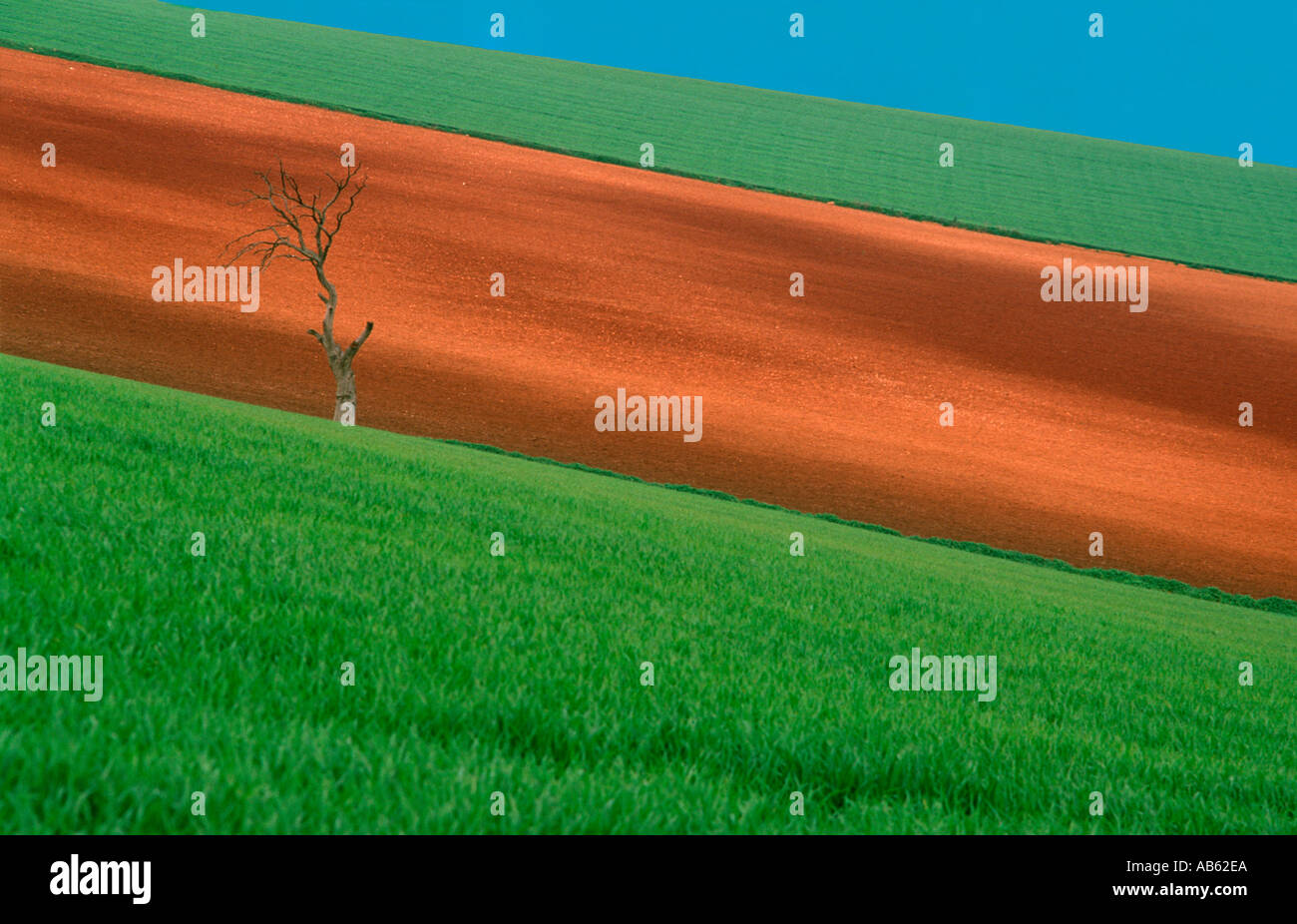 Landschaft mit Baum in Andalusien Spanien Stockfoto