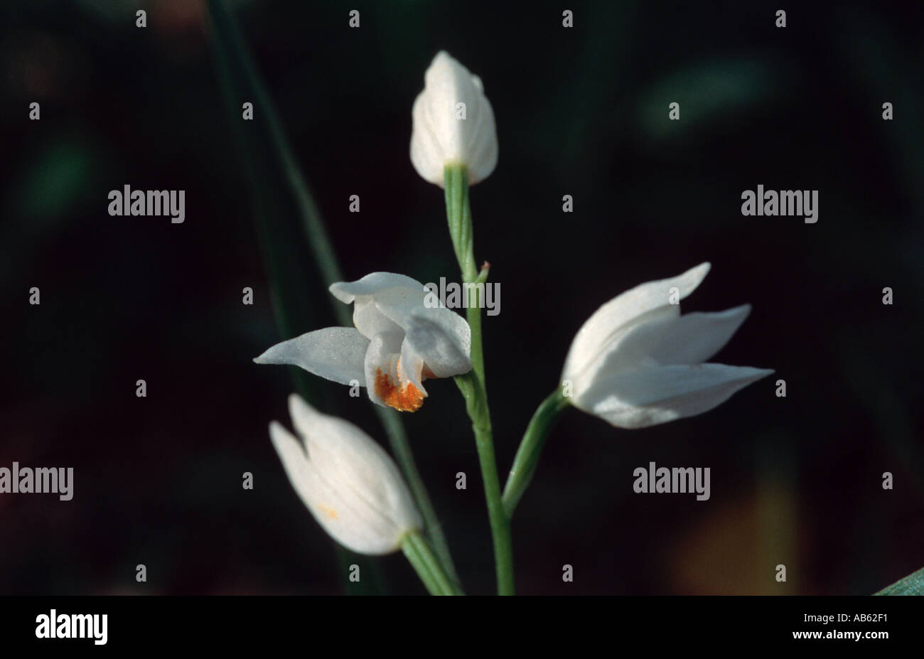 Lange Leaved Helleborine Orchidee Cephalantera Longifolia Blume Stockfoto