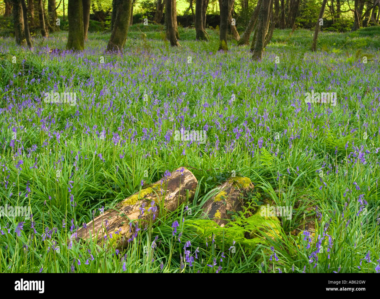 Protokolle unter blauen Glocken im Pendarves Wald Natur Reserve Cornwall UK Stockfoto