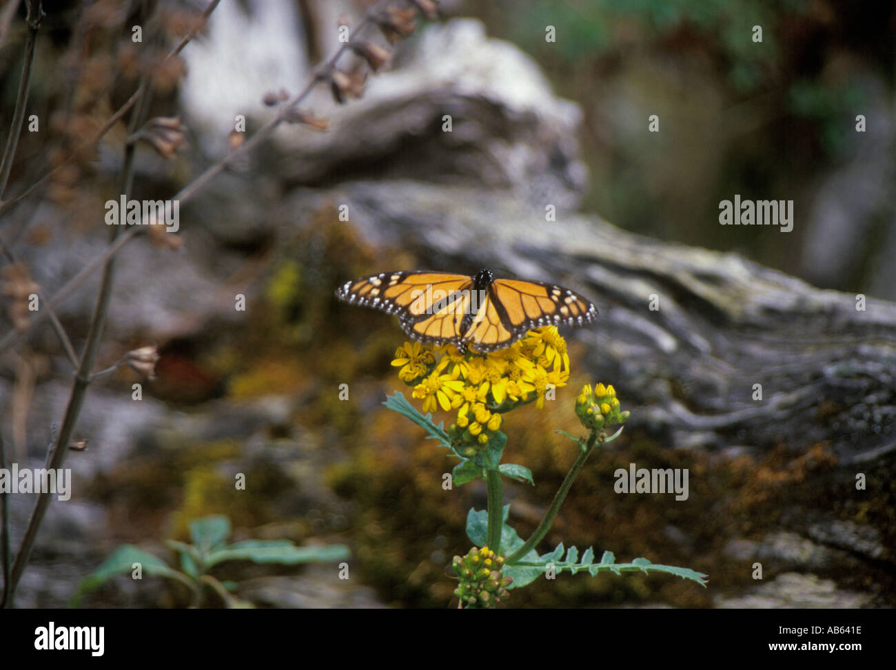 Monarch-Schmetterling Stockfoto